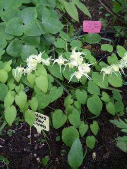 Горянка Yellow princes