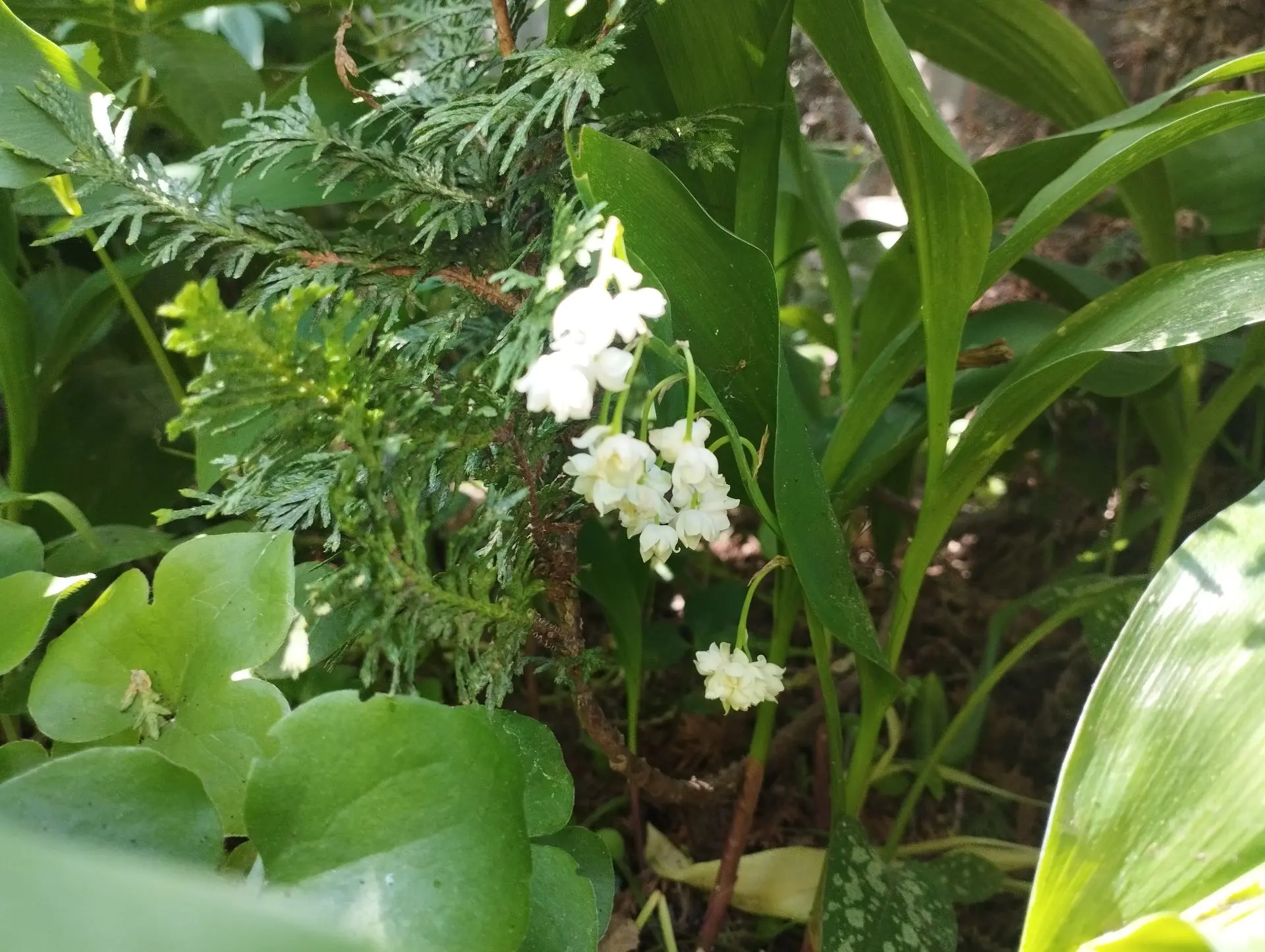 Ландыш Prolificans