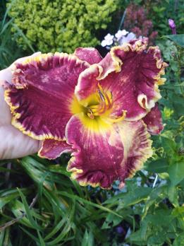 Лилейник Open season