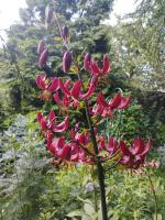 Лилия Claude shride (мартагон)