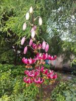 Лилия Claude shride (мартагон)