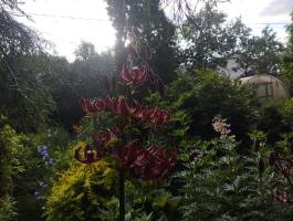 Лилия Claude shride (мартагон)