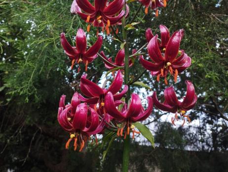 Лилия Claude shride (мартагон)