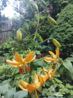 Лилия Hansonii (мартагон)