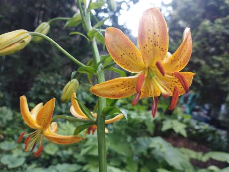 Лилия Hansonii (мартагон)