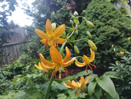 Лилия Hansonii (мартагон)