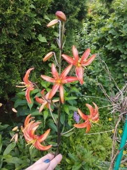 Лилия Orange marmalade (мартагон)