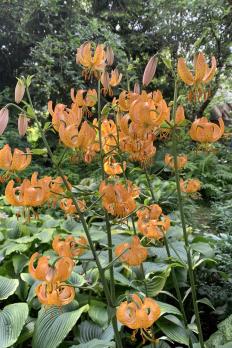 Лилия Peppard gold (мартагон)