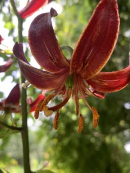 Лилия Russian morning