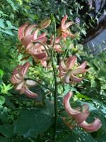 Лилия Slate's select  (мартагон)