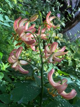 Лилия Slate's select  (мартагон)