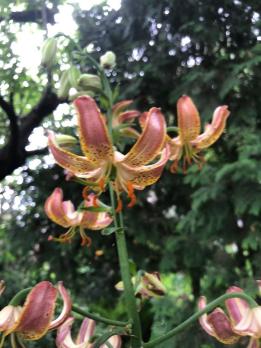 Лилия Slate's select  (мартагон)