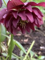 Морозник Double ellen red (Восточный)