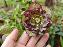 Морозник Double ellen picotee (Восточный)