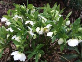 Морозник White lady (Восточный)