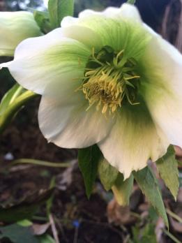 Морозник White lady (Восточный)