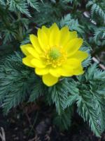 Адонис Амурский