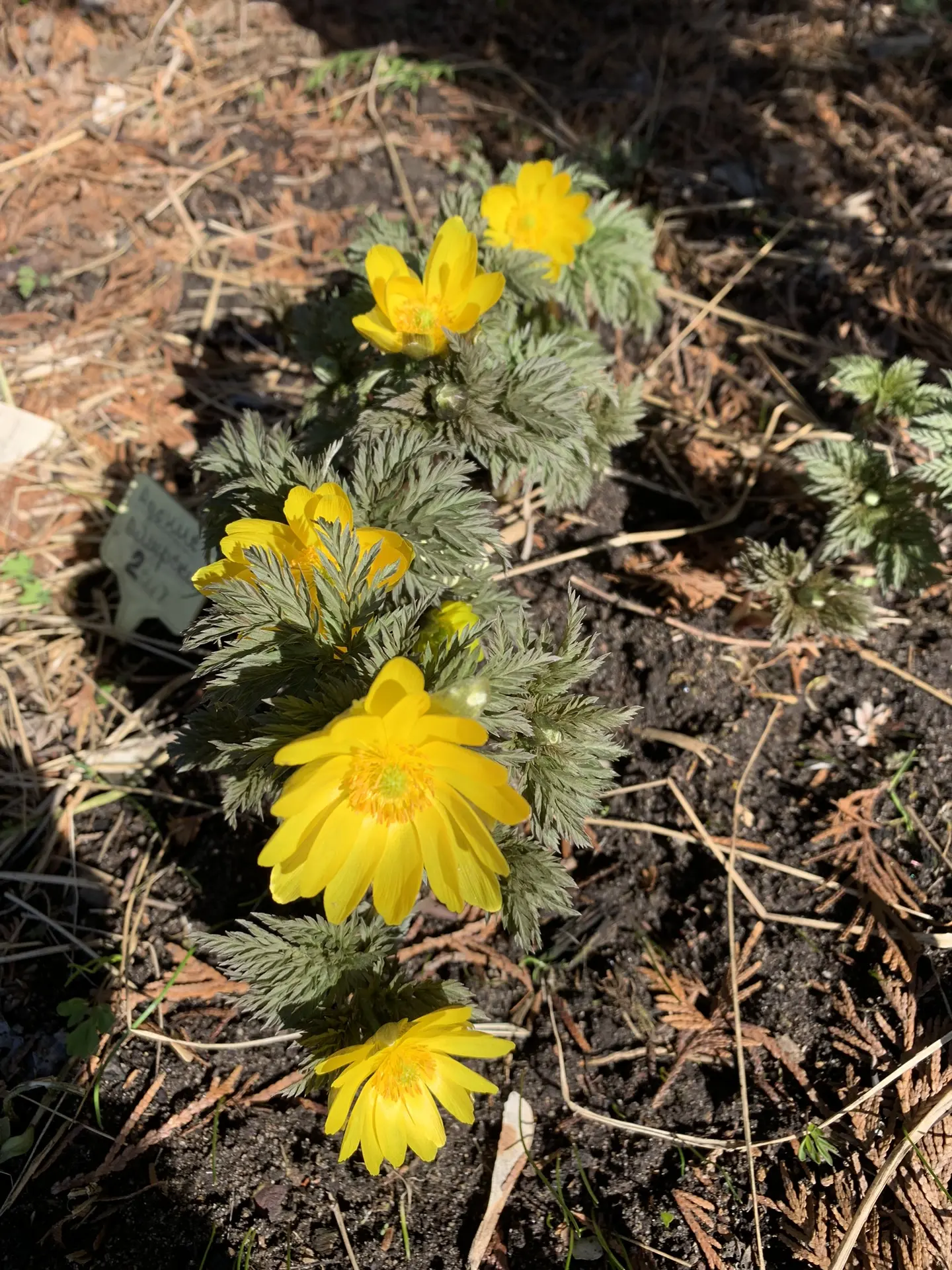 Адонис Амурский