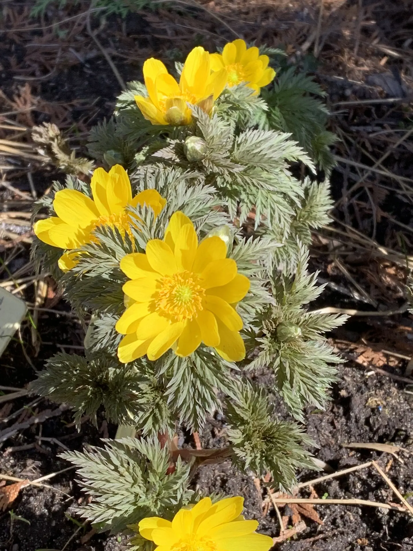 Адонис Амурский