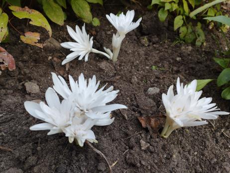 Безвременник ALBOPLENUM