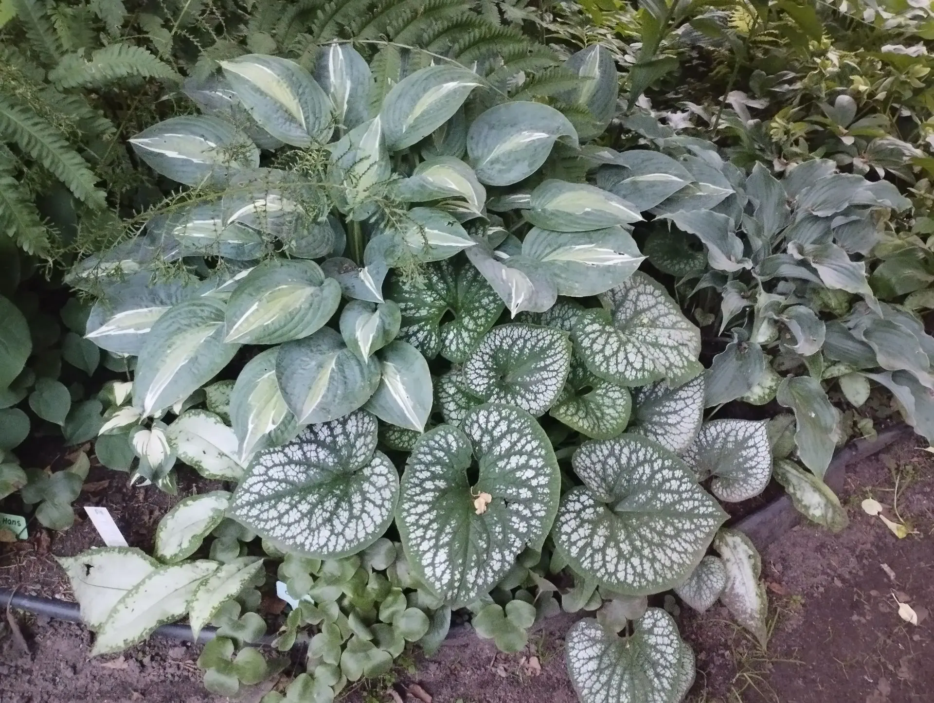 Брунера Jack frost