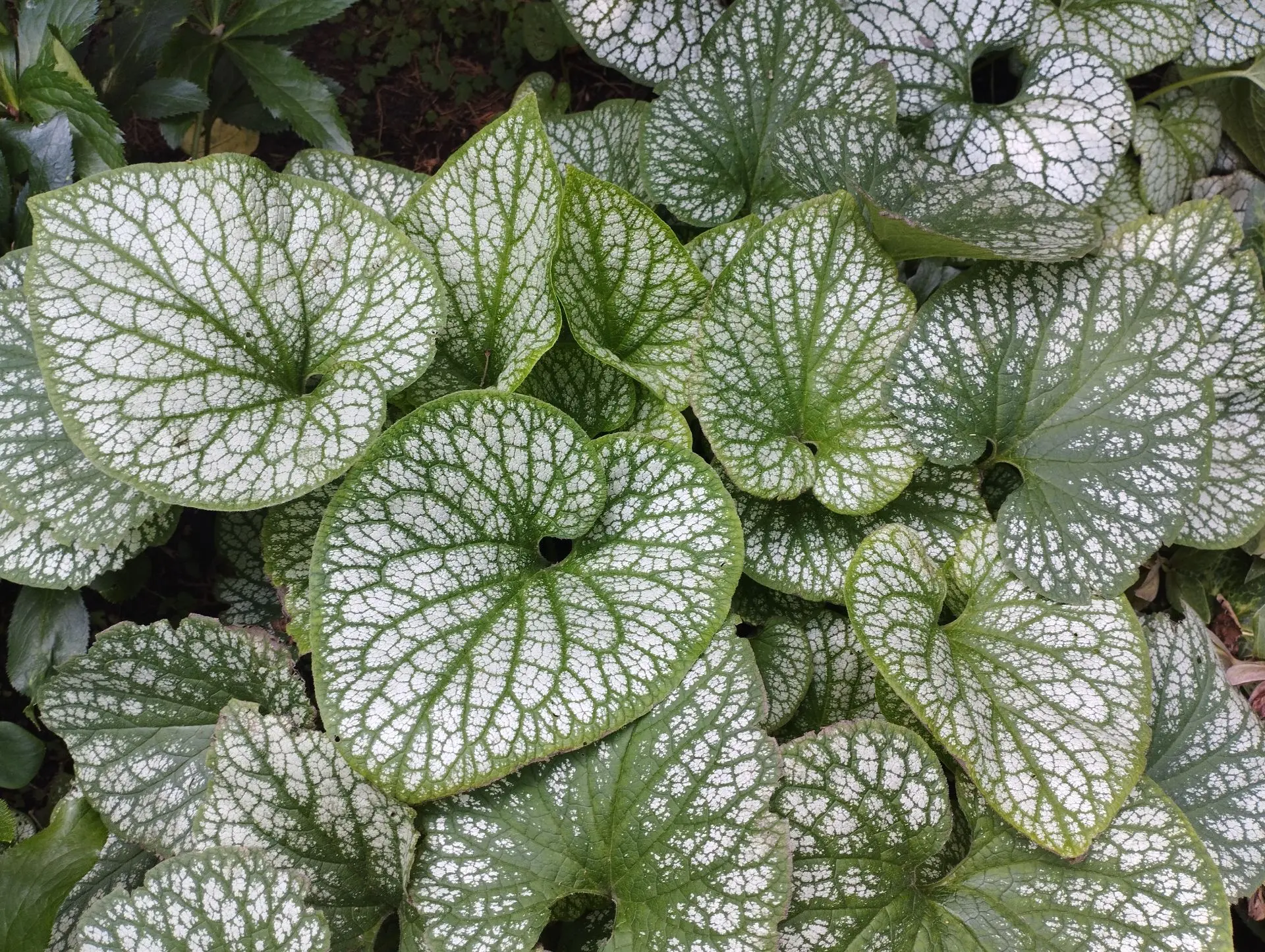 Брунера Jack frost