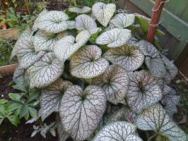 Брунера Jack frost