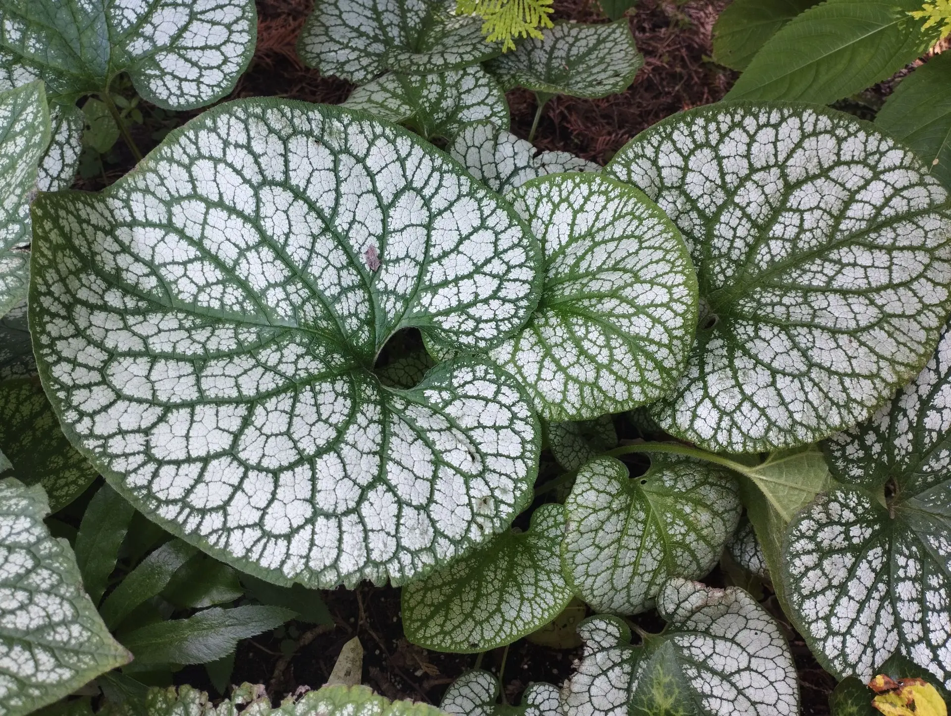 Брунера Jack frost