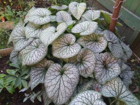 Брунера Jack frost