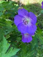 Герань Rozanna