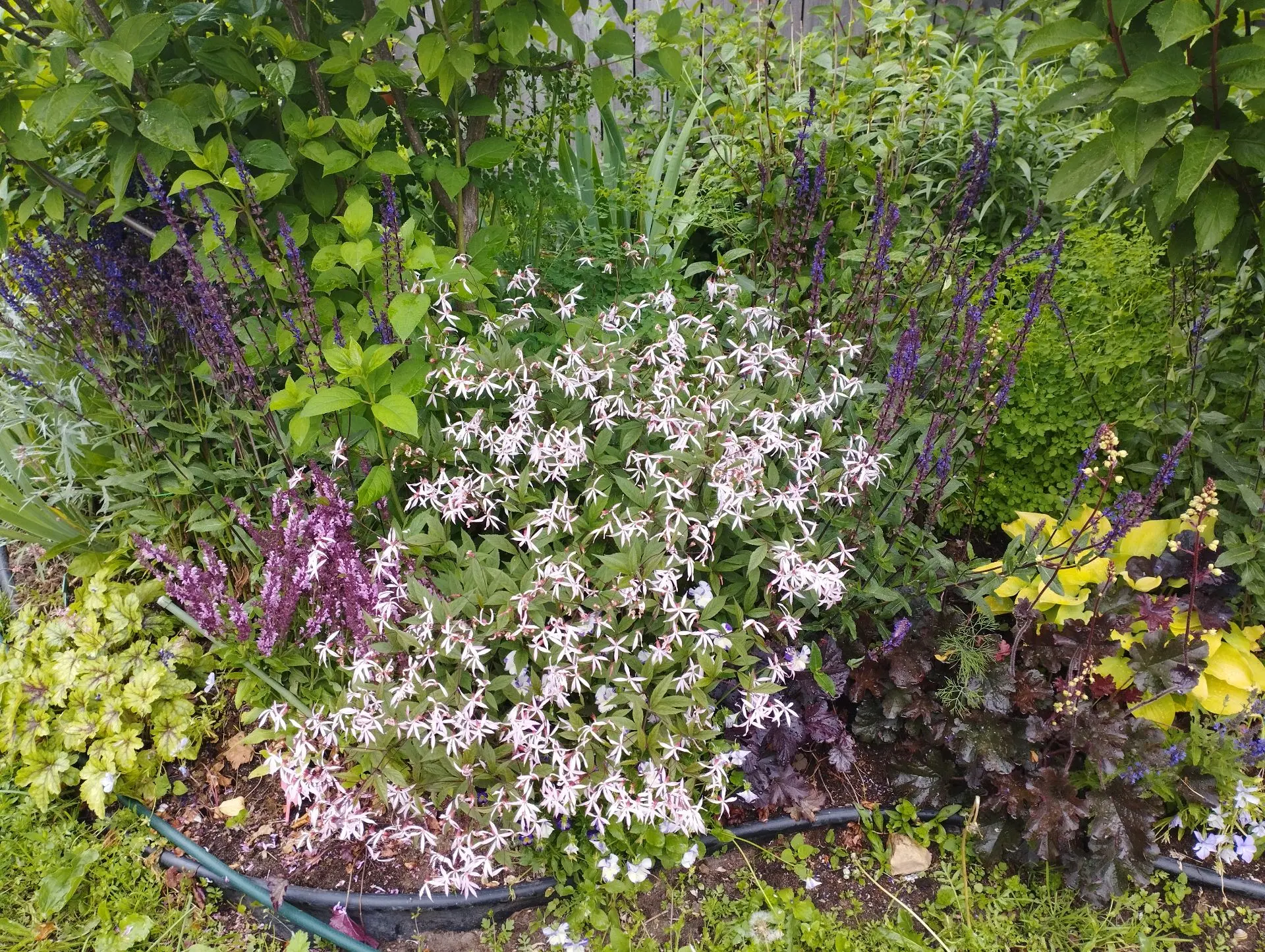 Гилления Рink profusion