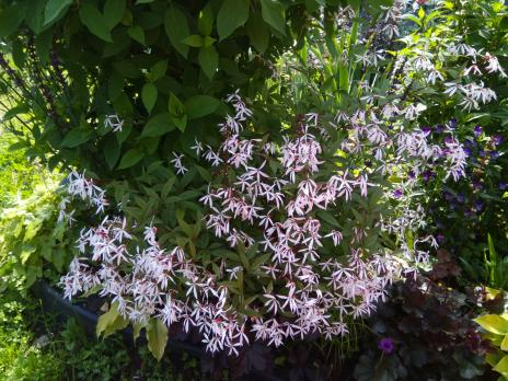 Гилления Рink profusion