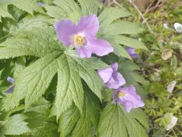 Глауцидиум (пальчатый)