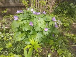 Глауцидиум (пальчатый)