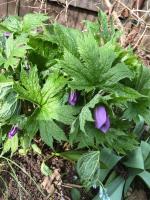 Глауцидиум (пальчатый)