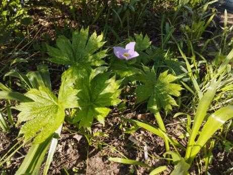 Глауцидиум (пальчатый)