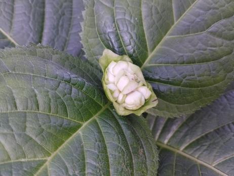 Дайнанте Двураздельная