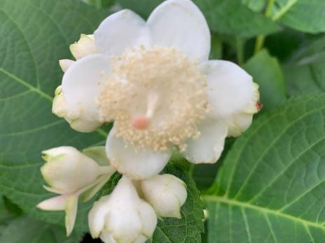 Дайнанте Двураздельная