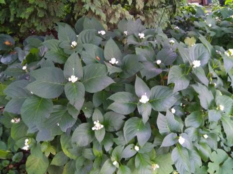 Дайнанте Двураздельная