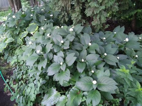 Дайнанте Двураздельная