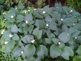 Дайнанте Blue blush