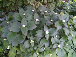 Дайнанте Blue blush