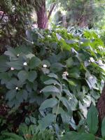 Дайнанте Blue blush