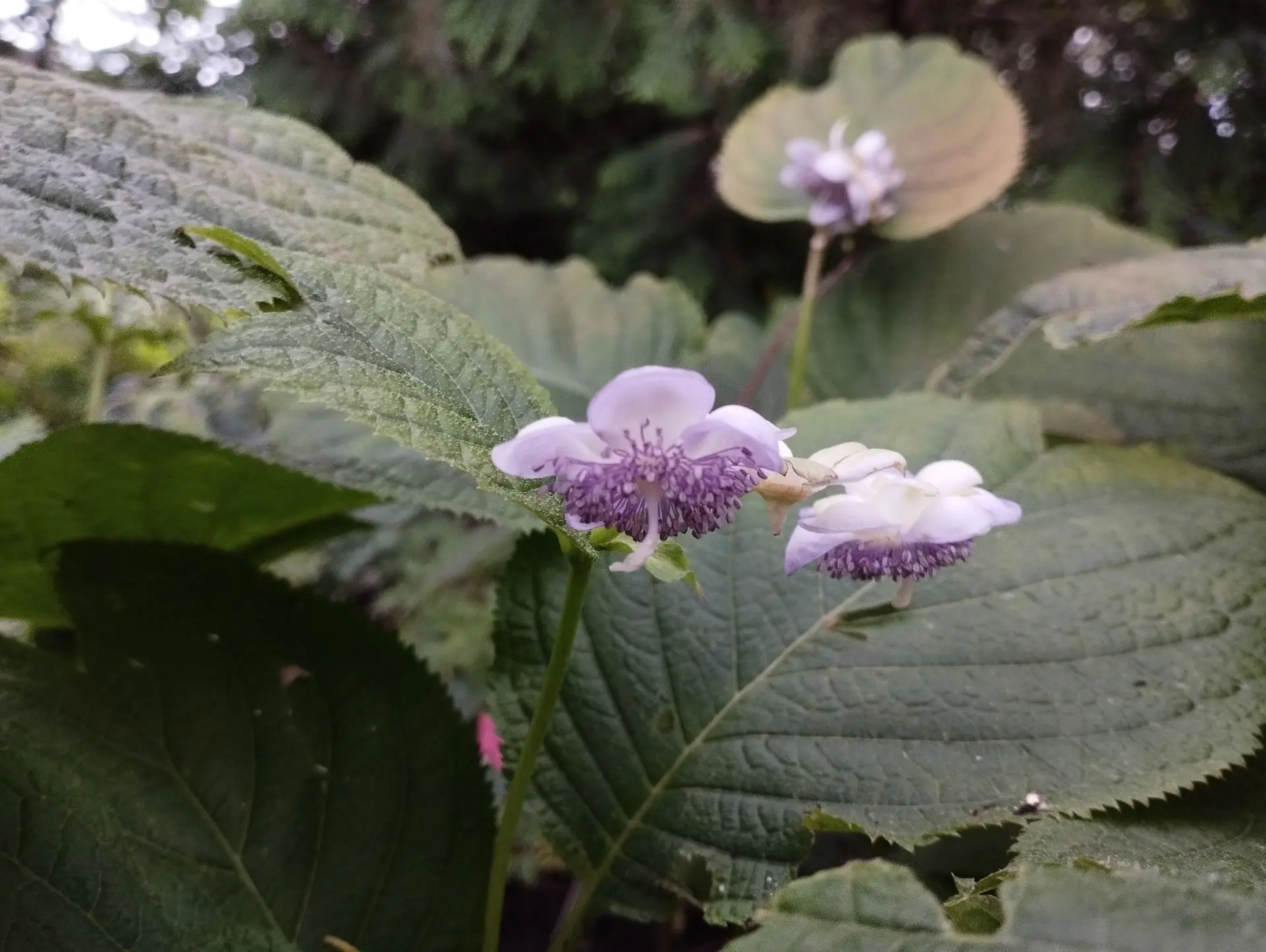 Дайнанте Blue blush