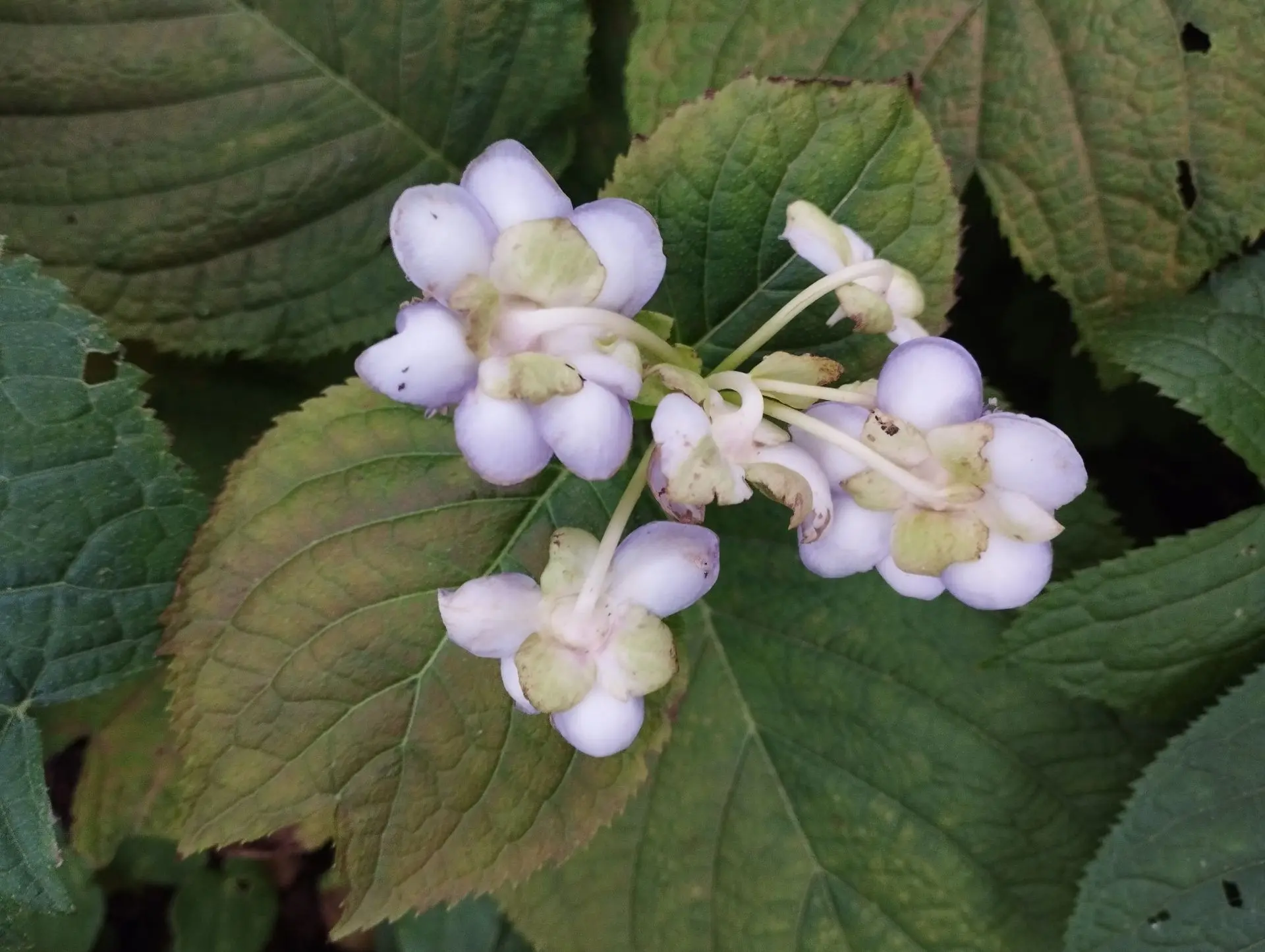 Дайнанте Blue blush