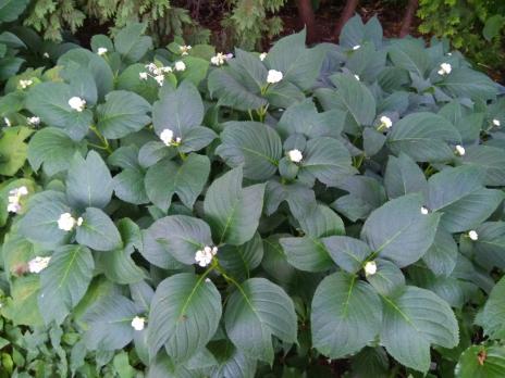 Дайнанте Blue blush