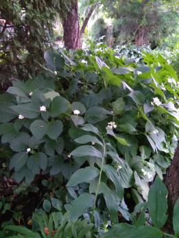 Дайнанте Blue blush