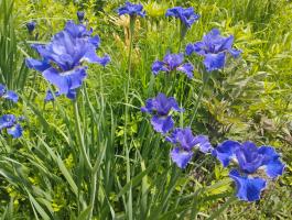 Ирис Сoncord crush (Сибирский)