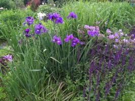 Ирис Сoncord crush (Сибирский)