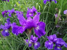 Ирис Сoncord crush (Сибирский)